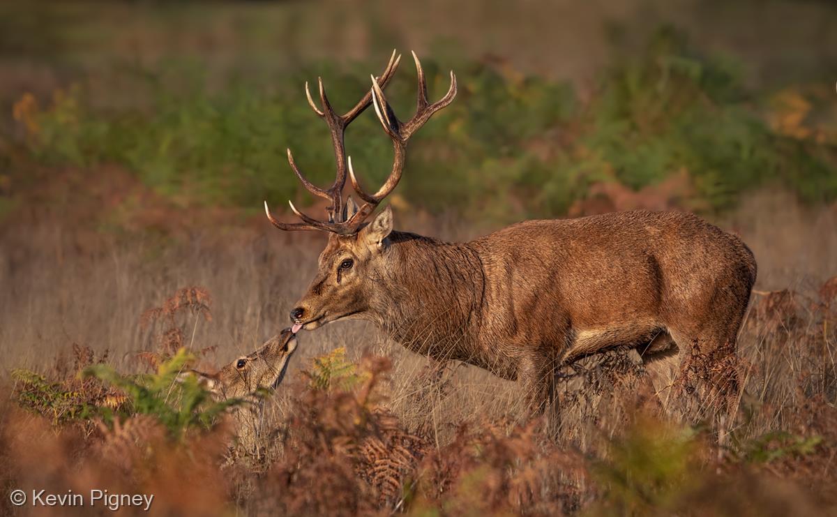 Red Deer Stag and Hind Share Tender Moment by Kevin Pigney