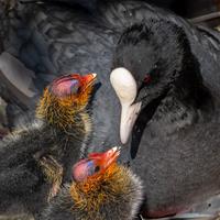 Coot with Chicks