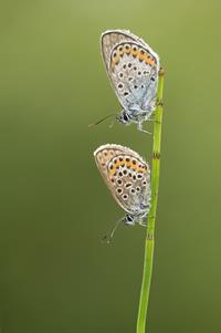 Silver-studded Blues