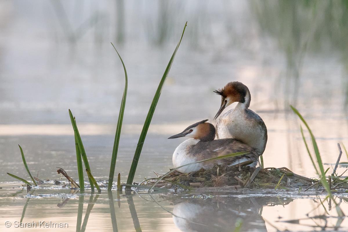 Mating Great Crested Grebes by Sarah Kelman