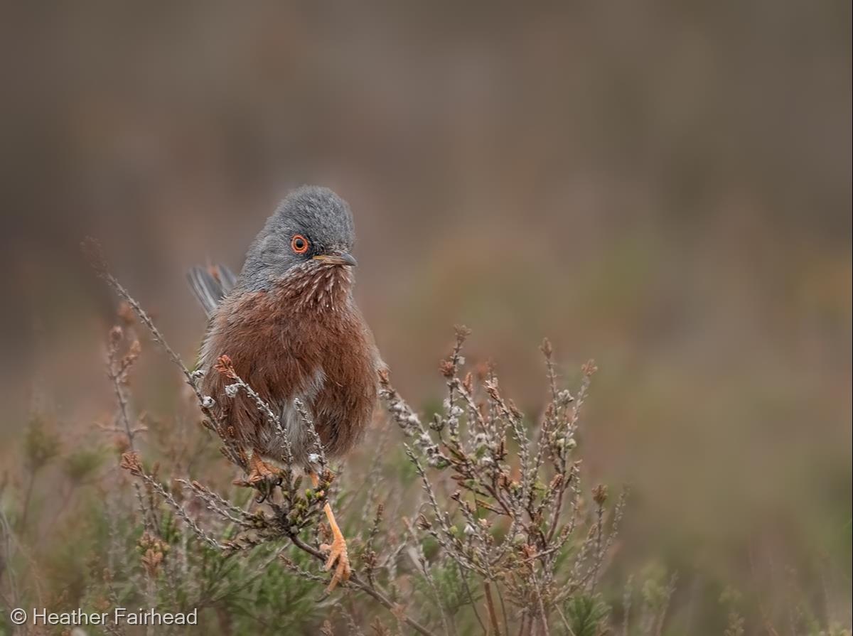 Dartford Warbler by Heather Fairhead