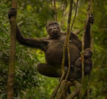 Western Lowland Gorilla with Newborn, Gabon
