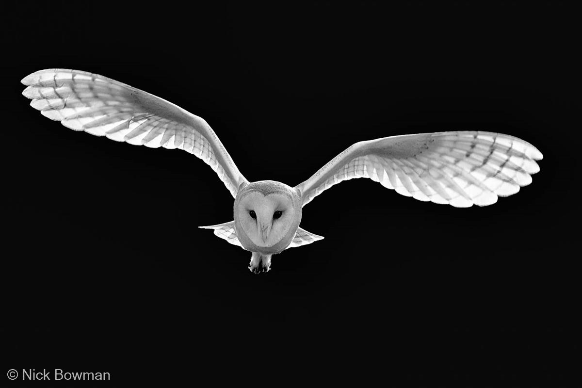 Barn Owl Hunting at Night by Nick Bowman