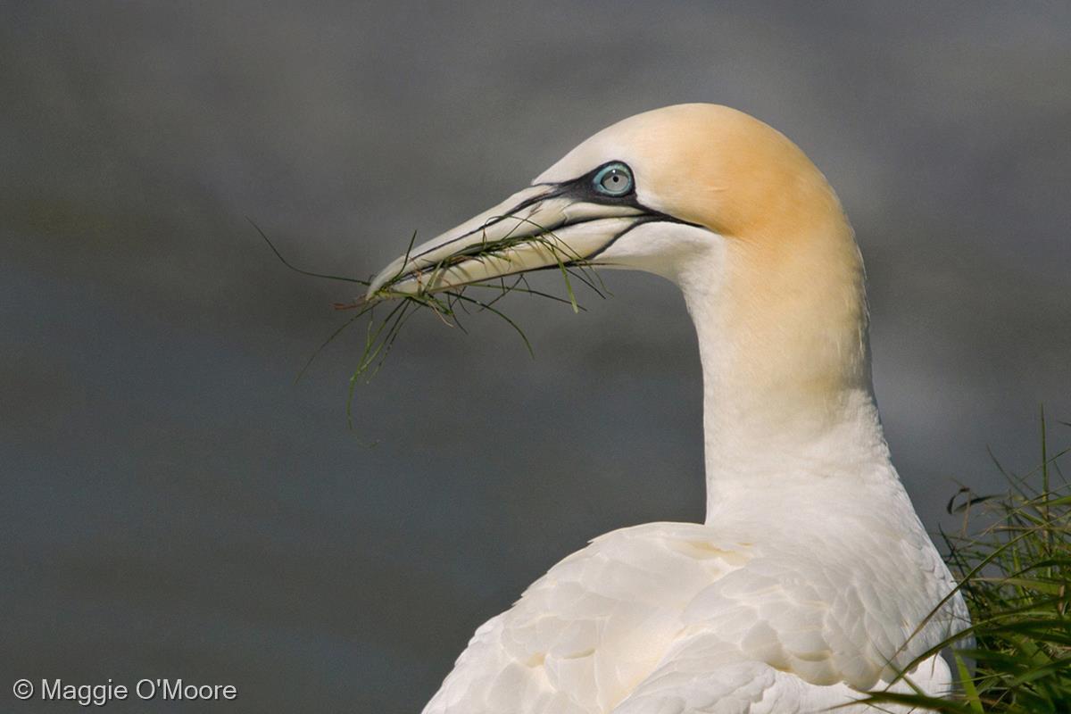 Northern Gannet with Nesting Material by Maggie O'Moore