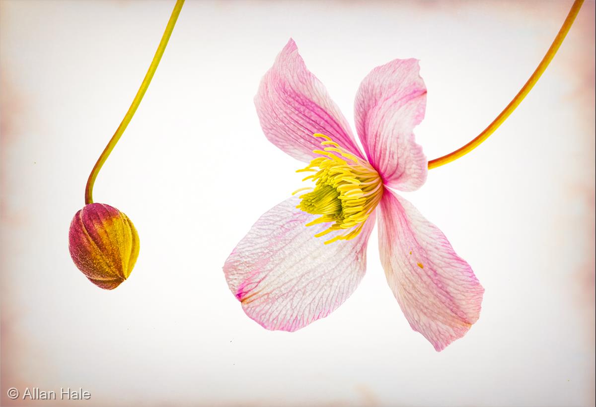 Clematis and Bud by Allan Hale