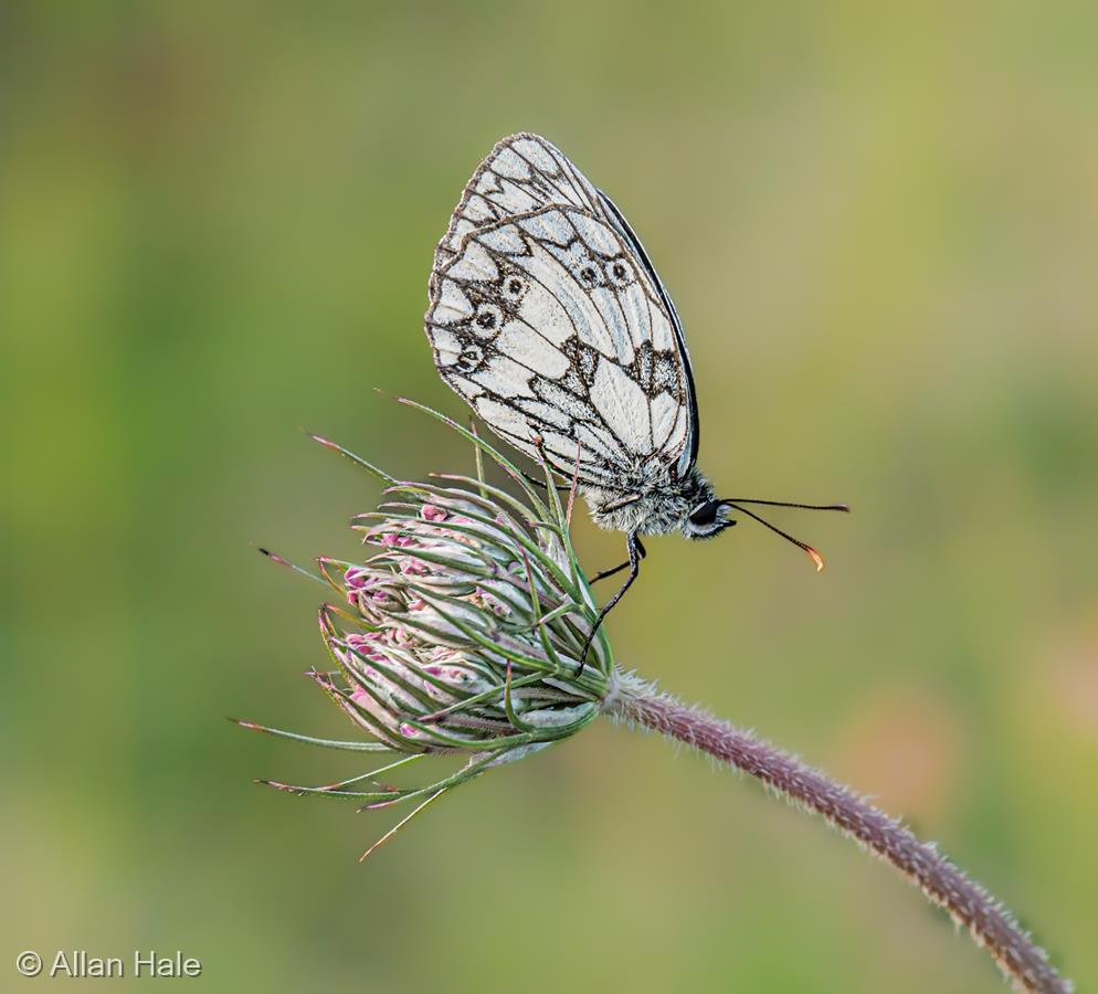 Marbled White on Field Scabious by Allan Hale