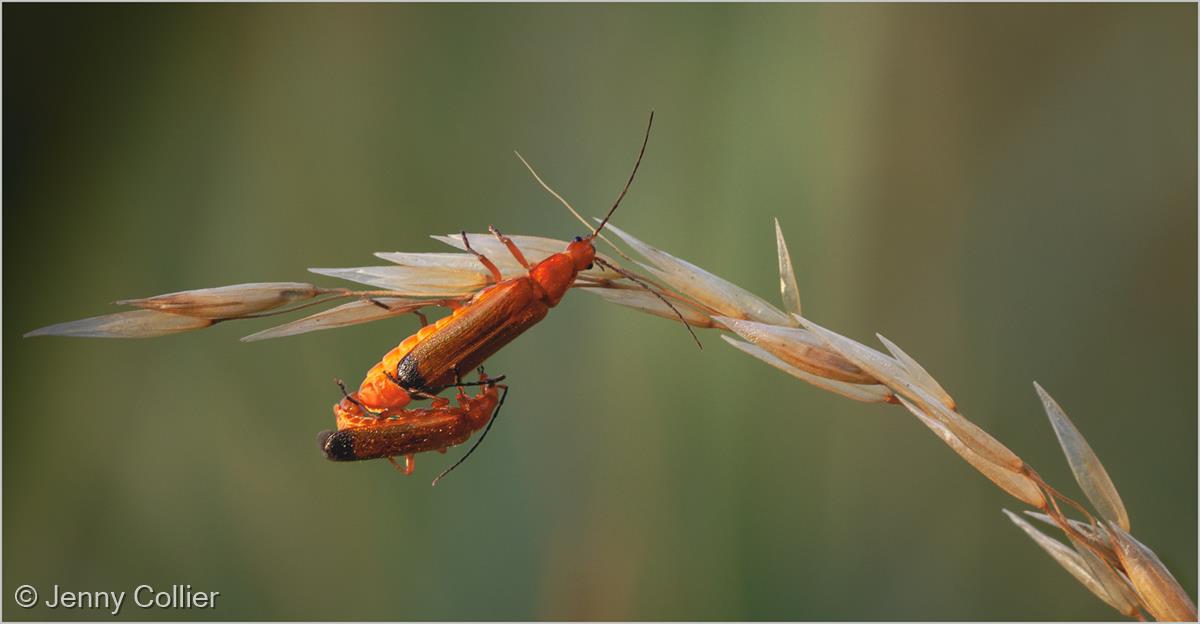 Soldier Beetles Mating by Jenny Collier