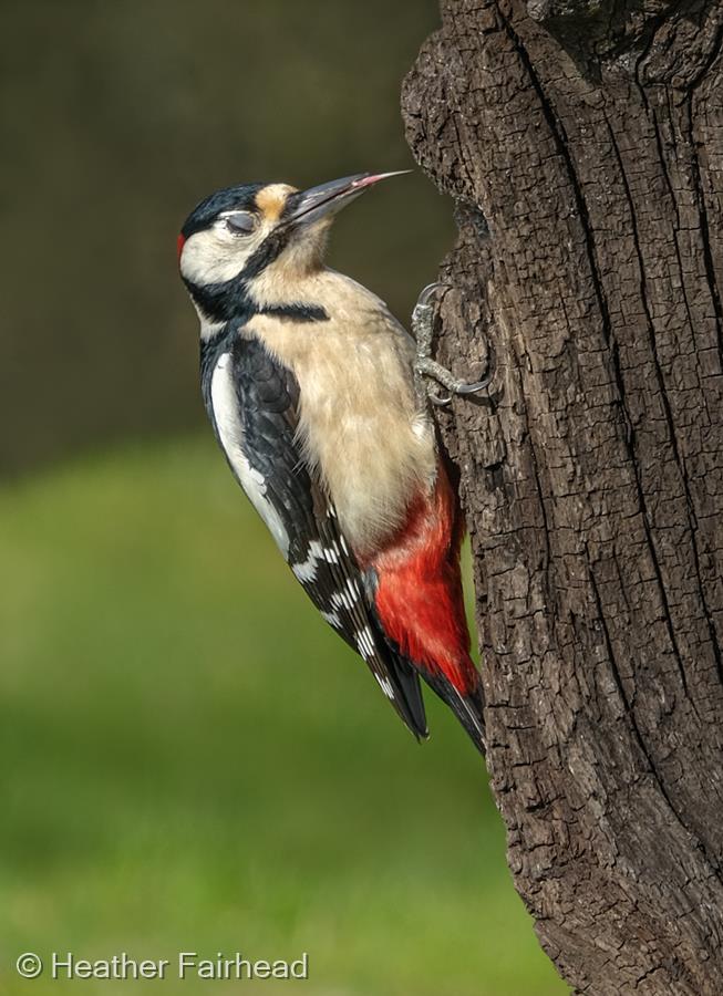 Great Spotted Woodpecker by Heather Fairhead