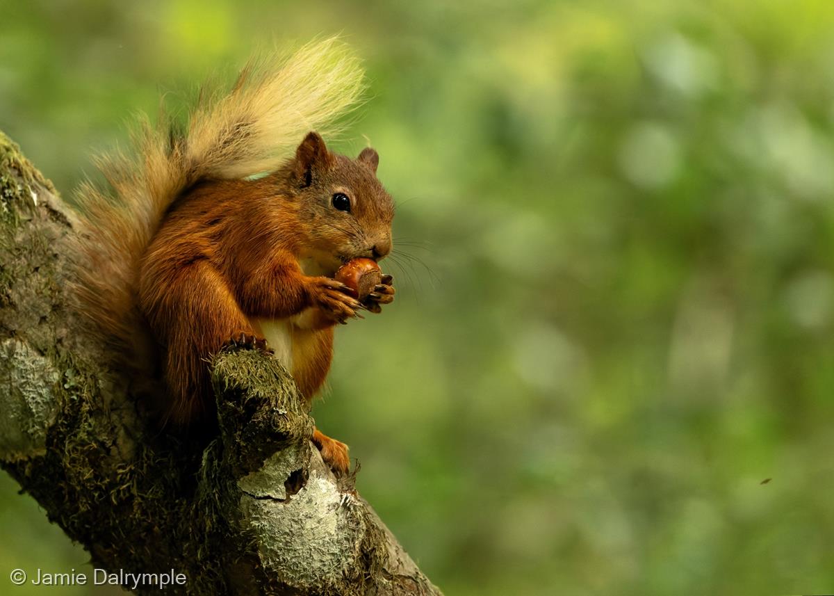 Red Squirrel Supper Time by Jamie Dalrymple