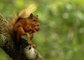 Red Squirrel Supper Time