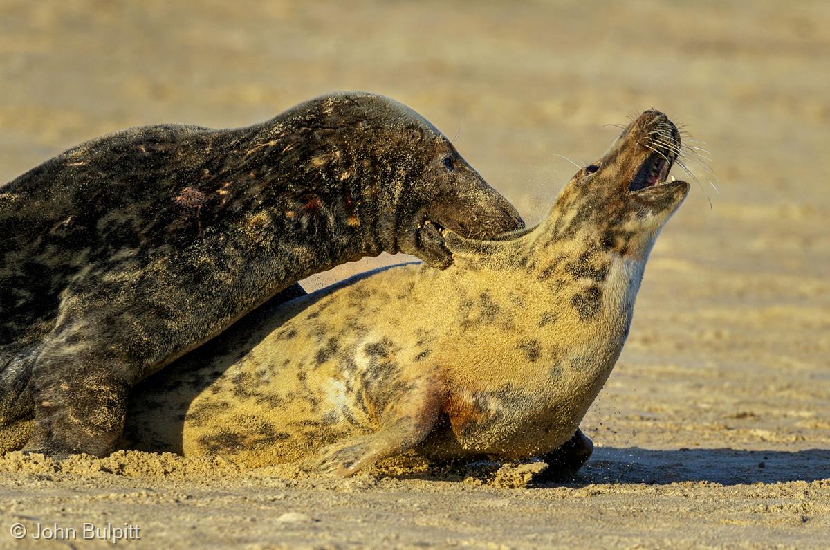 Grey Seal Courtship Behaviour by John Bulpitt