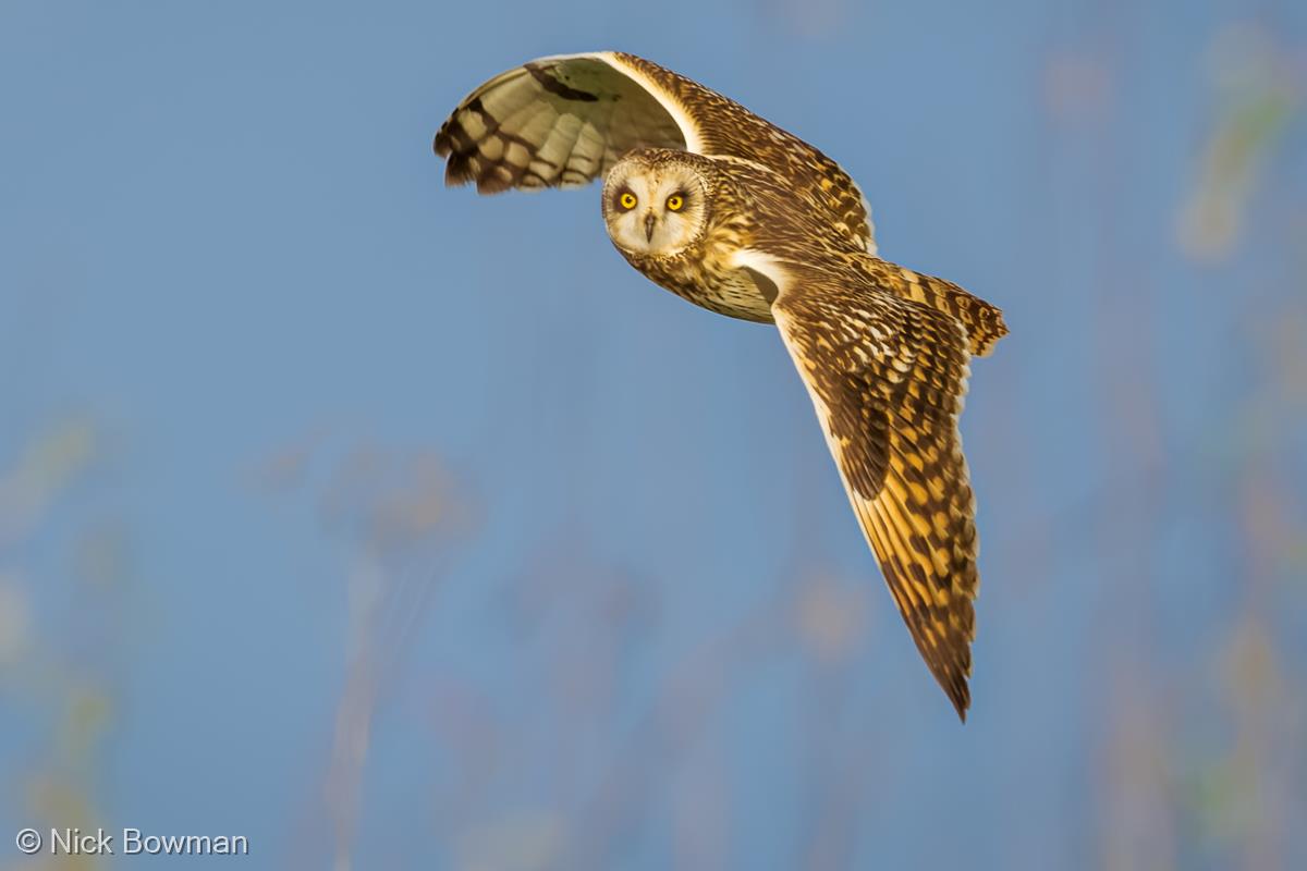 Short-eared Owl Eye Contact by Nick Bowman