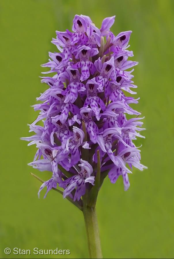 Common Spotted Orchid by Stan Saunders