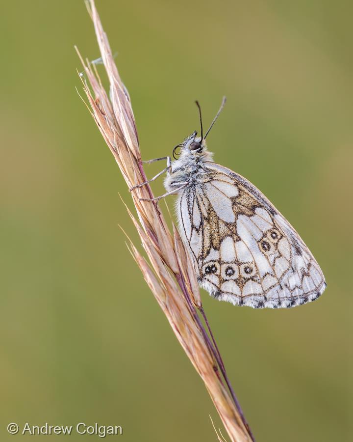 Marbled White by Andrew Colgan