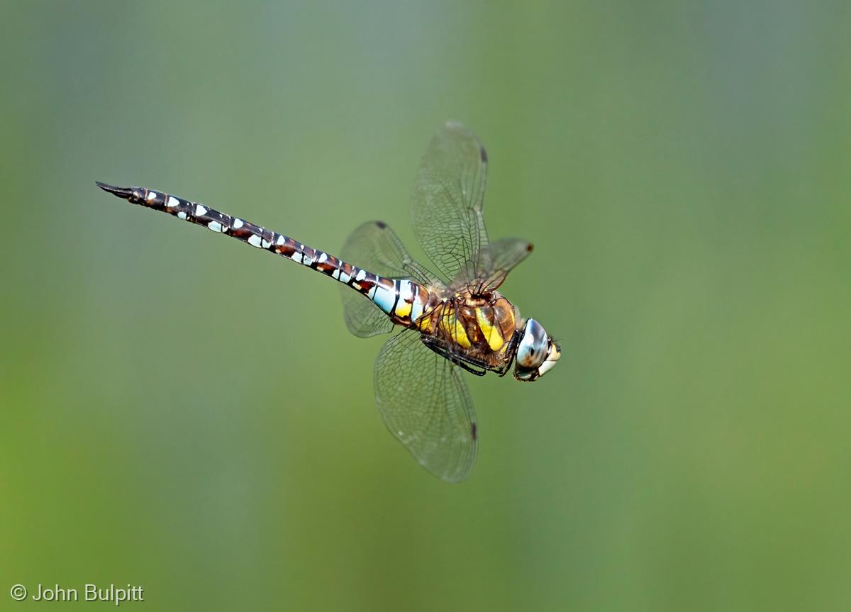 Migrant Hawker by John Bulpitt