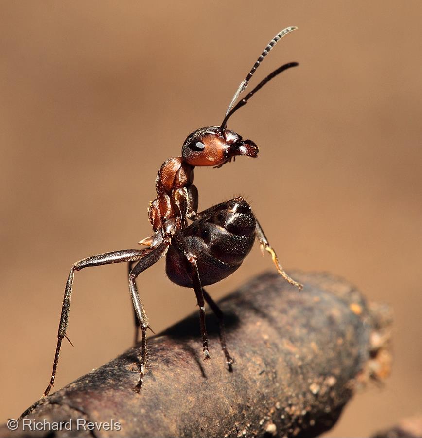 Wood Ant on Twig by Richard Revels