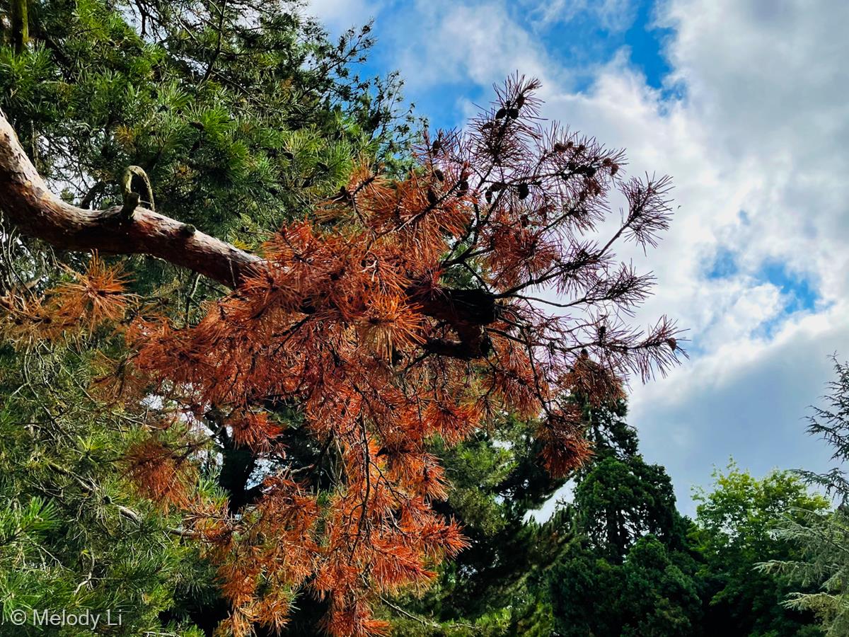 Autumn Leaves Under Sky by Melody Li