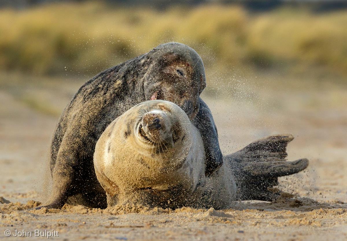 Grey Seals Mating by John Bulpitt