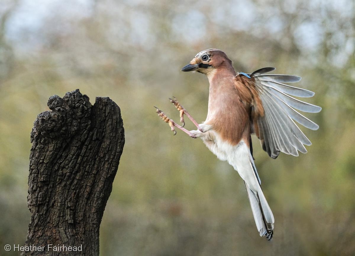 Jay in Flight by Heather Fairhead