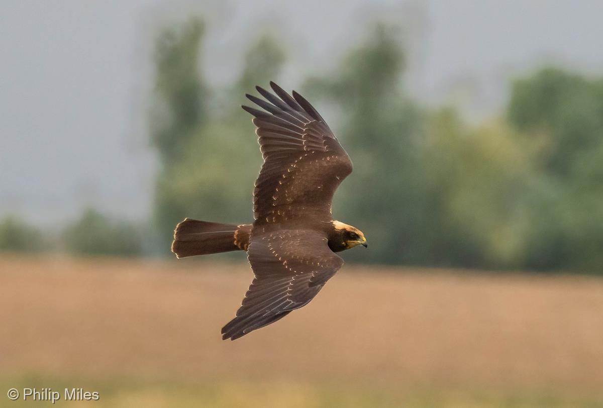 Female Marsh Harrier by Philip Miles