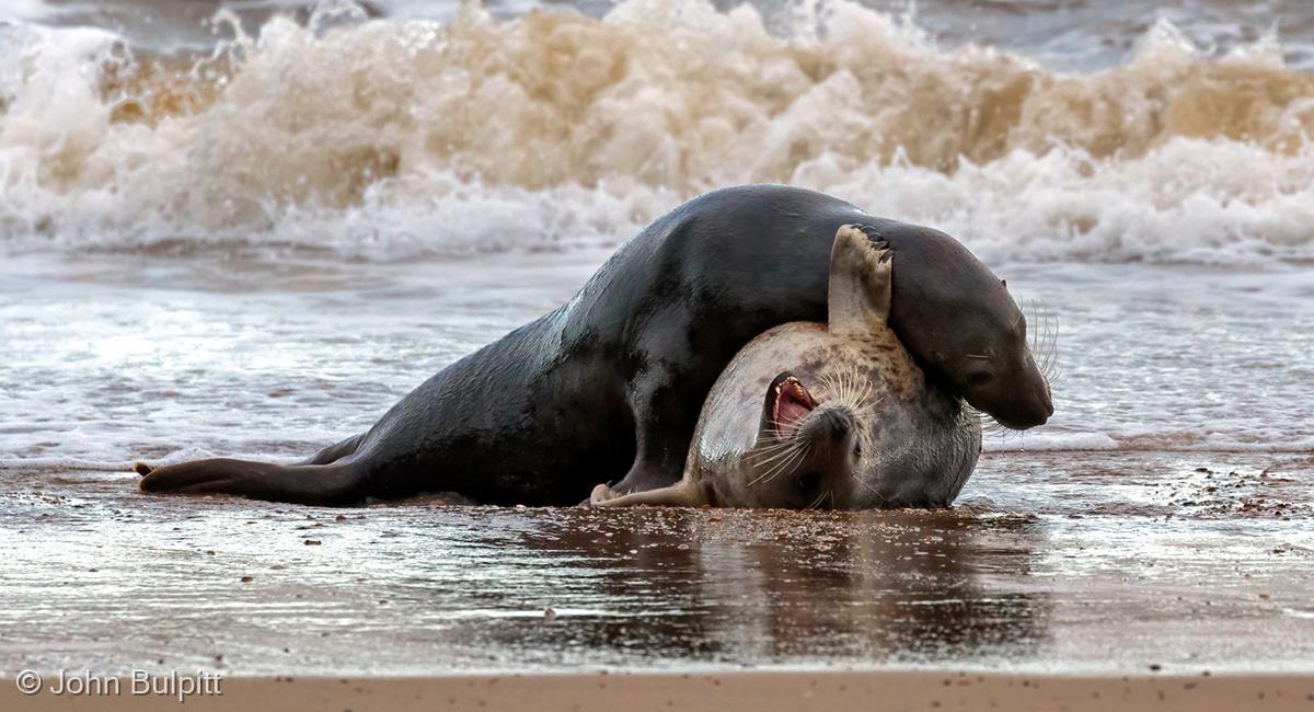 Grey Seal Courtship by John Bulpitt