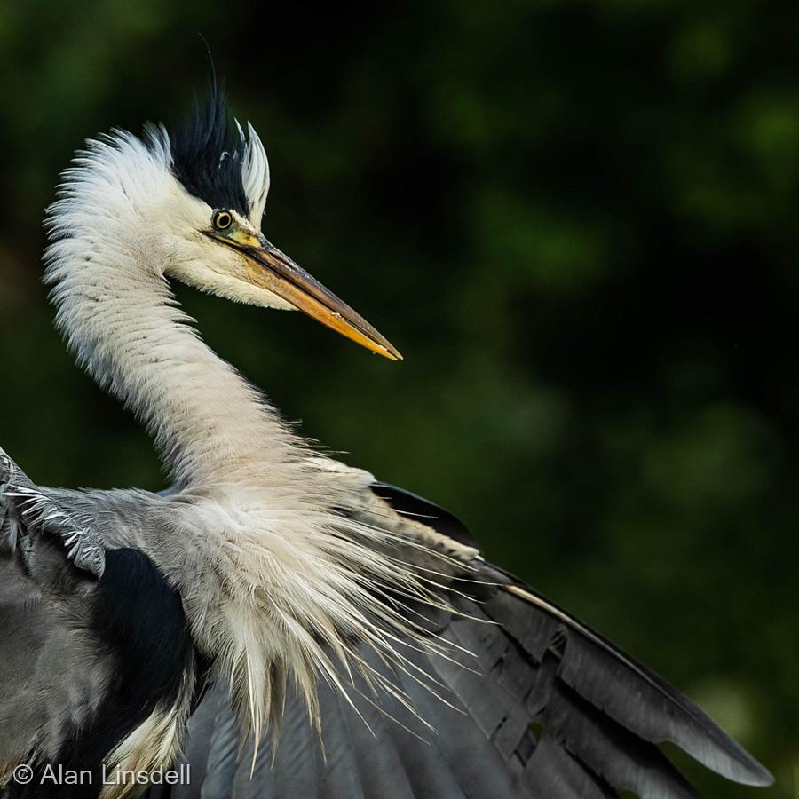 Grey Heron Display by Alan Linsdell