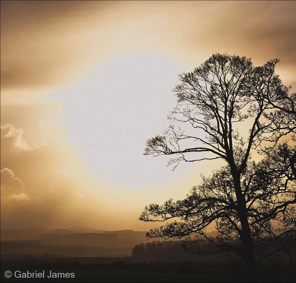 Tree by Gabriel James