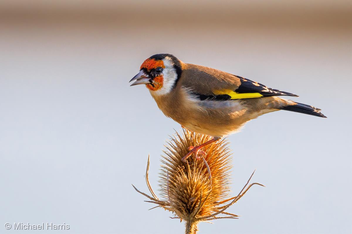Goldfinch on Teasel by Michael Harris