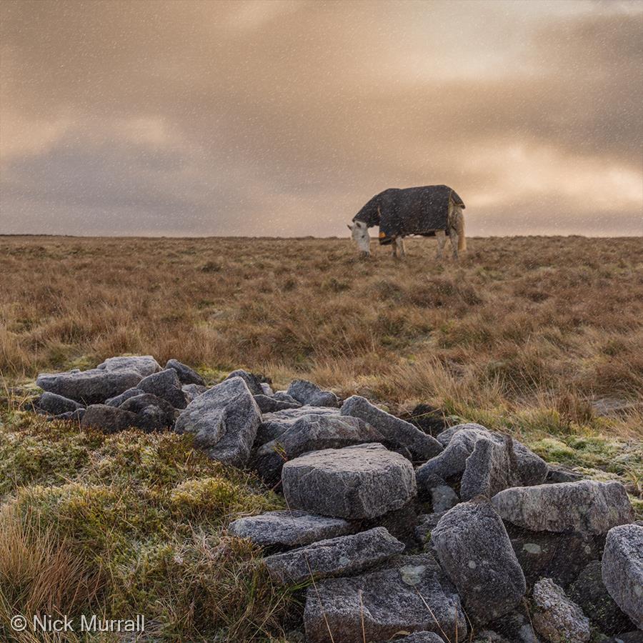 A Cold Dawn on Cown Edge by Nick Murrall