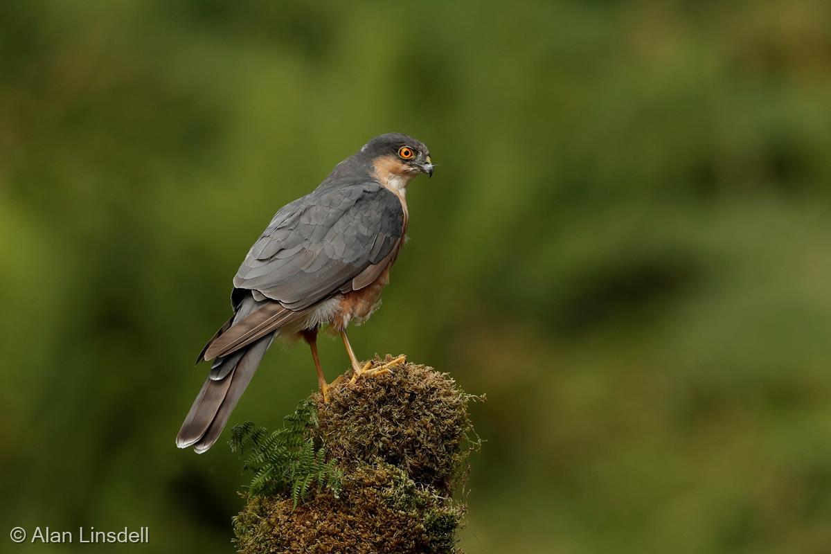 Sparrowhawk by Alan Linsdell