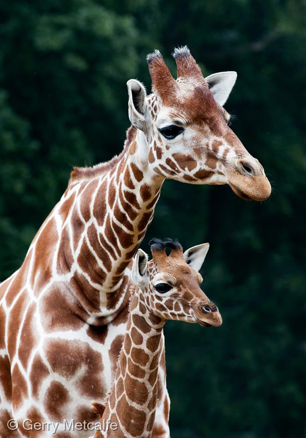 Giraffe with Young by Gerry Metcalfe