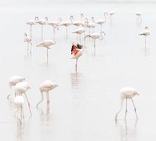 The Pink Flamingo