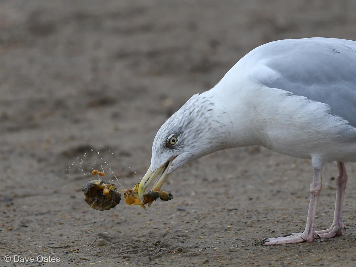 Crabbing by Dave Oates