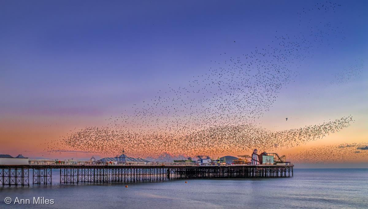 Brighton Palace Pier with Murmuration by Ann Miles