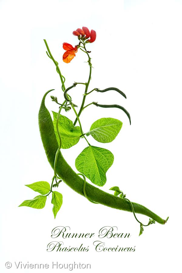 Runner Bean by Vivienne Houghton