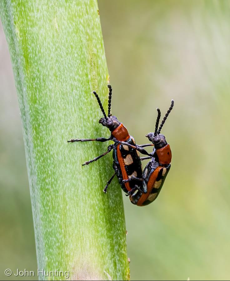 Asparagus Beetles on Asparagus Stem by John Hunting