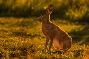 Brown Hare, Backlit
