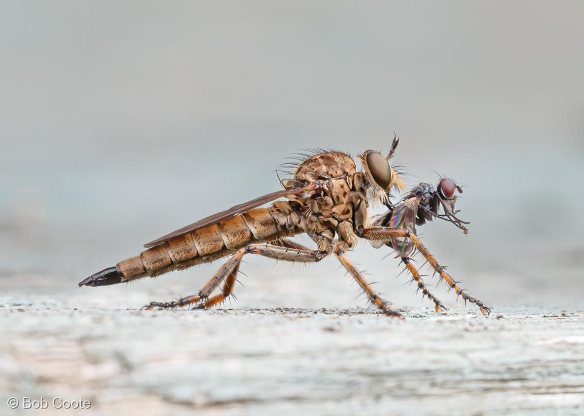 Robber Fly with Prey by Bob Coote
