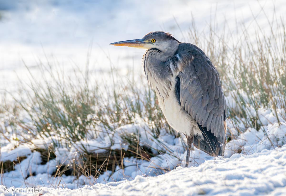 Grey Heron in the Snow by Ann Miles
