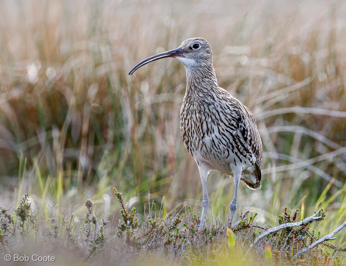 Curlew by Bob Coote