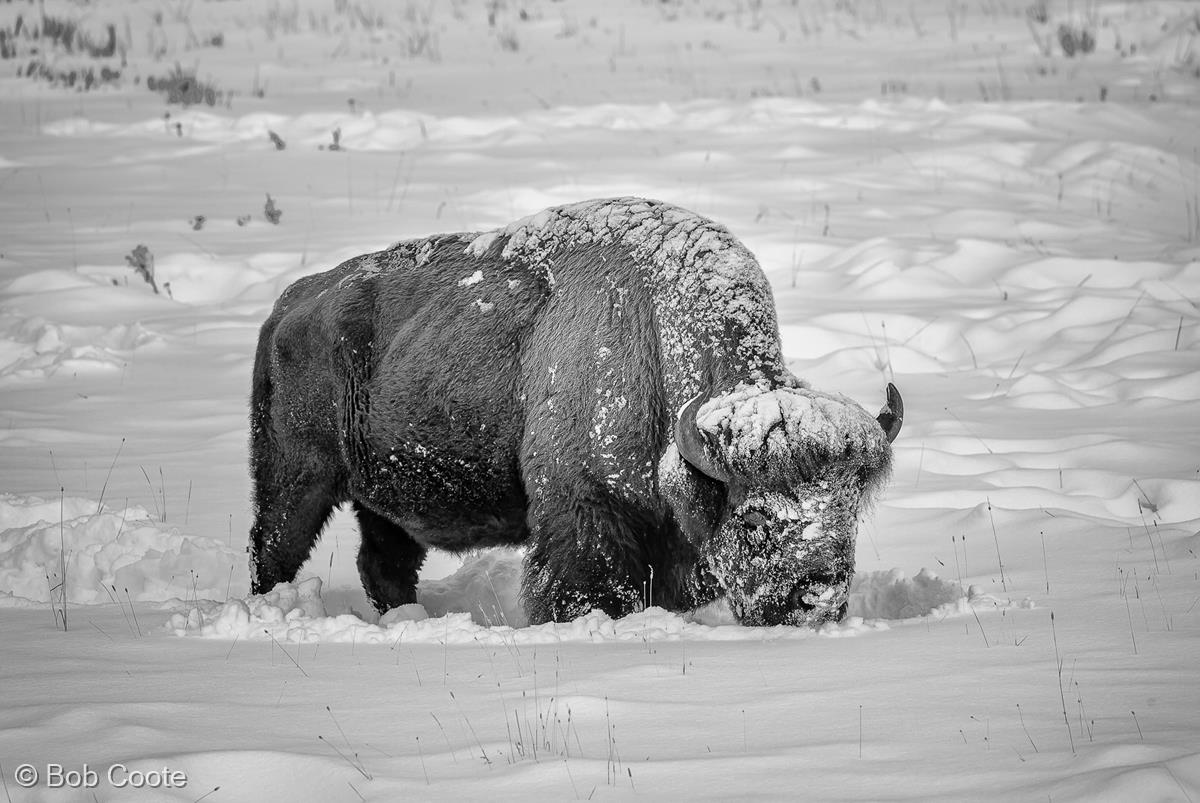 Bison in the Snow by Bob Coote