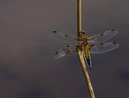 Four-Spotted Chaser (Libellula quadrimaculata)