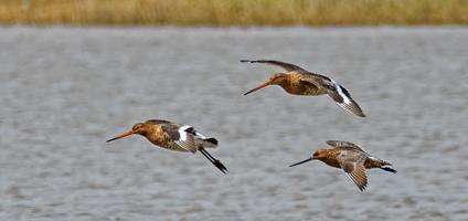 Black-tailed Godwits