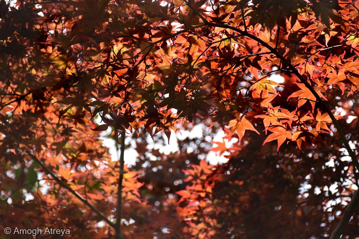 Autumn Nature by Amogh Atreya