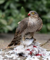Sparrowhawk with Prey