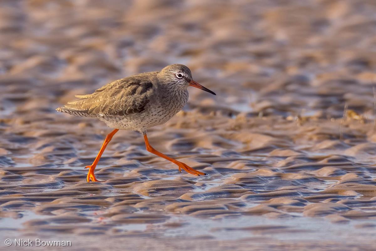 Redshank Strutting its Stuff by Nick Bowman