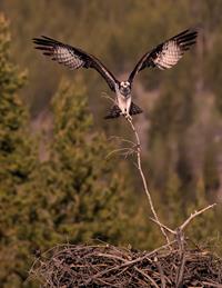 Osprey Nest Building, Lamar Valley, Yellowstone