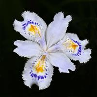Flower Petals