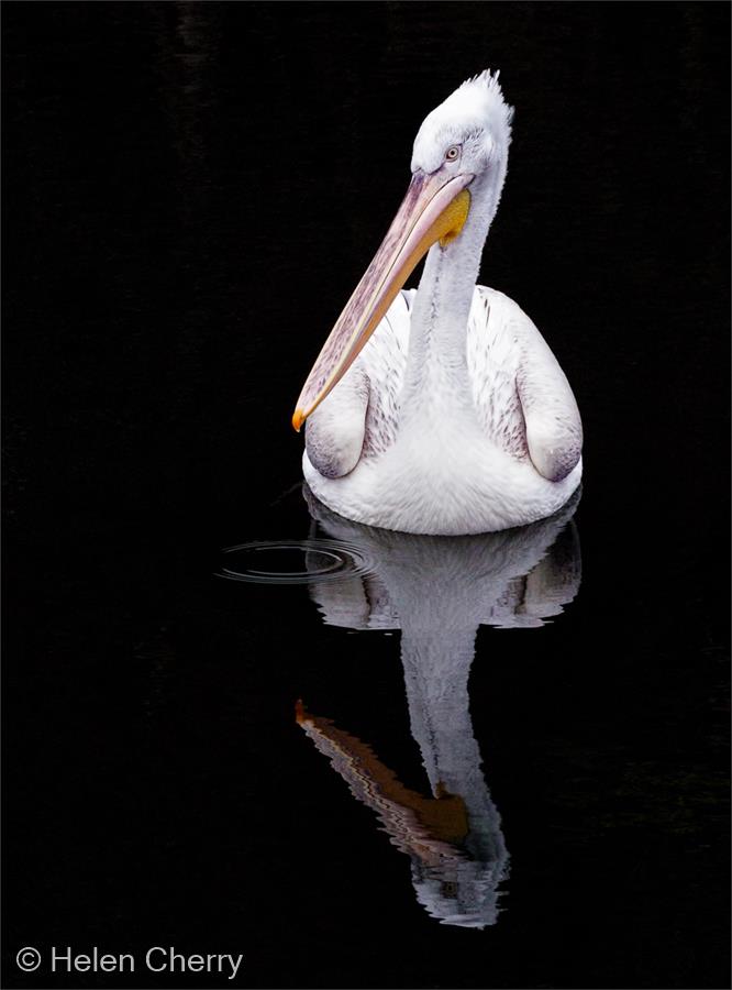 Portrait of a Pelican by Helen Cherry