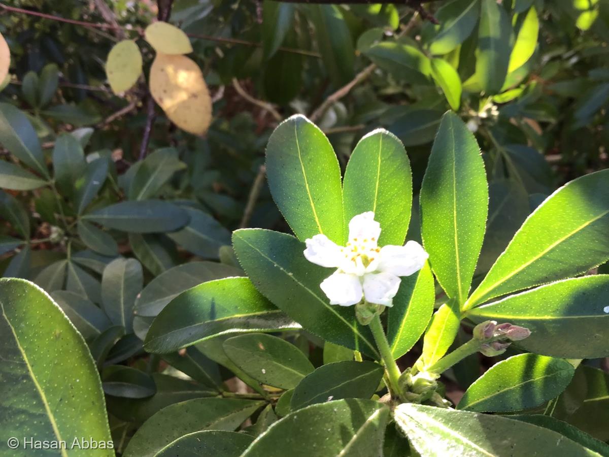 White Flower by Hasan Abbas